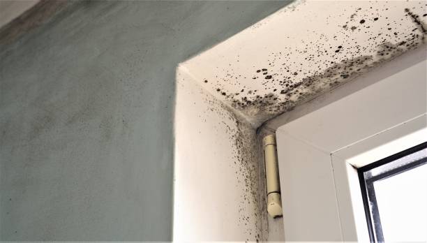 Best Comprehensive Air Testing for Mold Contaminants  in Pleasant Hills, PA